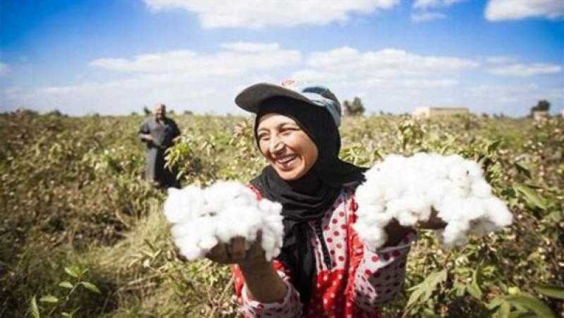 بحوث القطن: طفرة في المساحات المزروعة حاليا بزيادة سنوية 46%