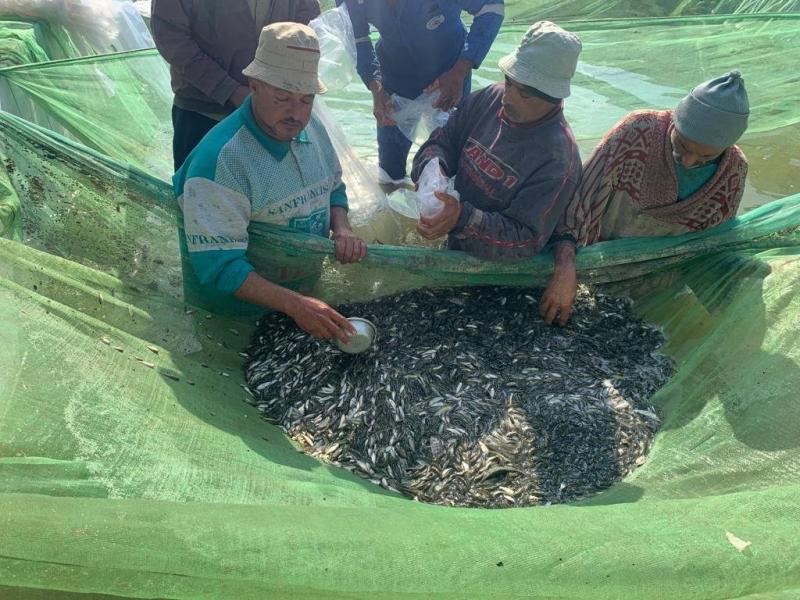 الدقهلية تتسلم مليون زريعة من أسماك مبروكة الحشائش لإلقائها في المنصورة وشربين