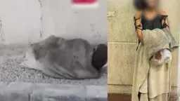 أخبار